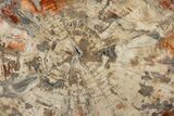 Gorgeous Polished Triassic Petrified Wood Table - Madagascar #303670-2